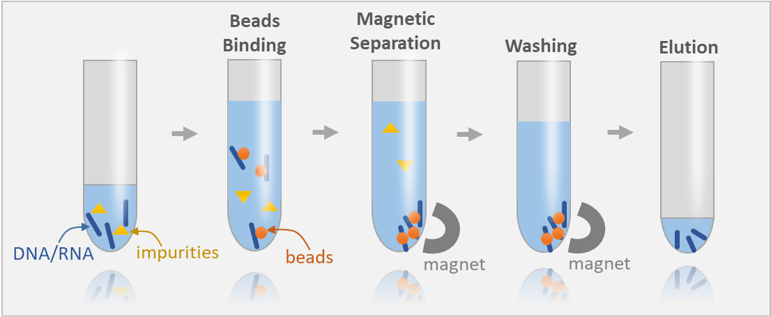 DNA and RNA Concentrator (Magnetic Beads)