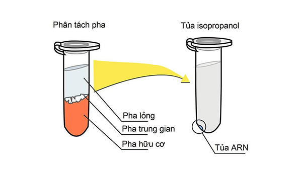 Các phương pháp tách chiết DNA/RNA