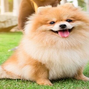 Thú cưng