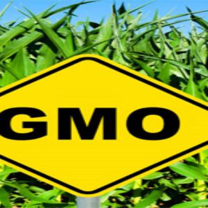 Thực phẩm biến đổi GEN - GMOs