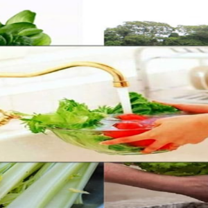 TỒN DƯ THUỐC TRỪ SÂU